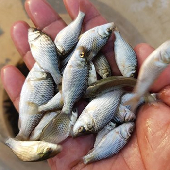 Common Carp Fry Fish