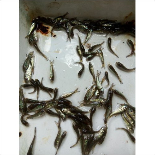 Mrigal Fish Seeds C.Mrigala