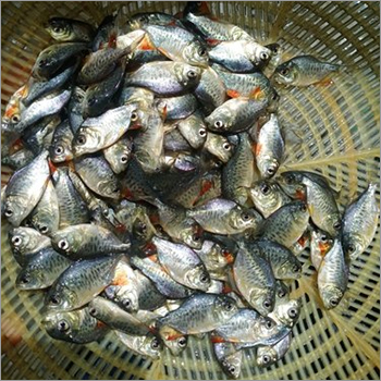 Rupchanda Fish Seed