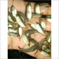 Koi Anabas Perch Fish Seed