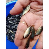 Koi Anabas Perch Fish Seed