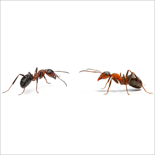 Wild Ant Control Services in New Area, Kolkata Das Pest Control