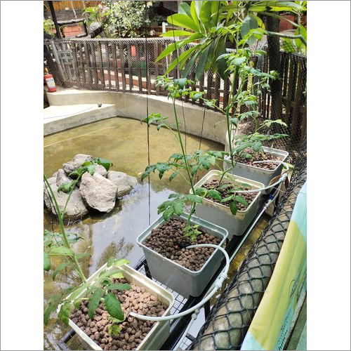Dutch Bucket Hydroponic System