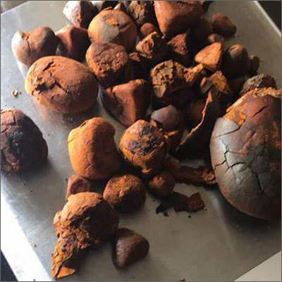 Cow Ox Gallstones