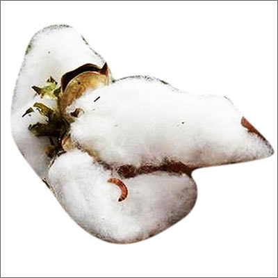 Pure Cotton