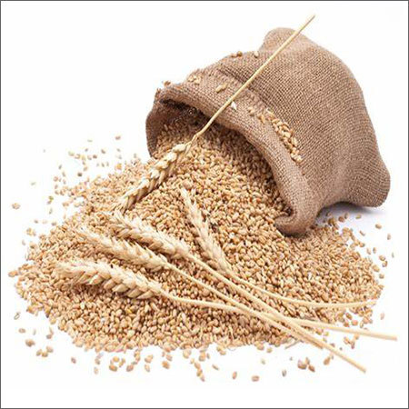 Wheat Grains