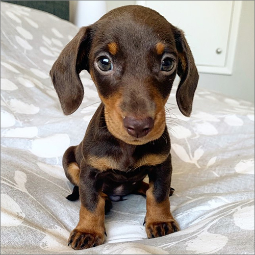 Rolo Dachshund Puppies