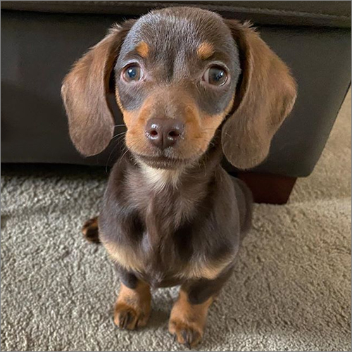 Dobby Dachshund Puppies