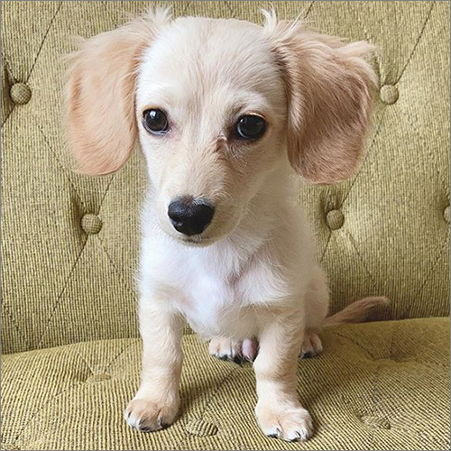 Duky Dachshund Puppies
