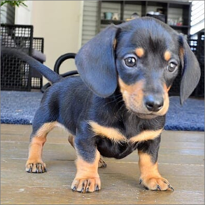 Frankie Dachshund Puppies
