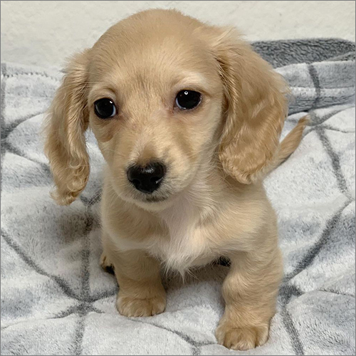 Long Hair Luna Dachshund Puppies