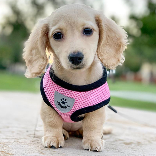 Luna Dachshund Puppies