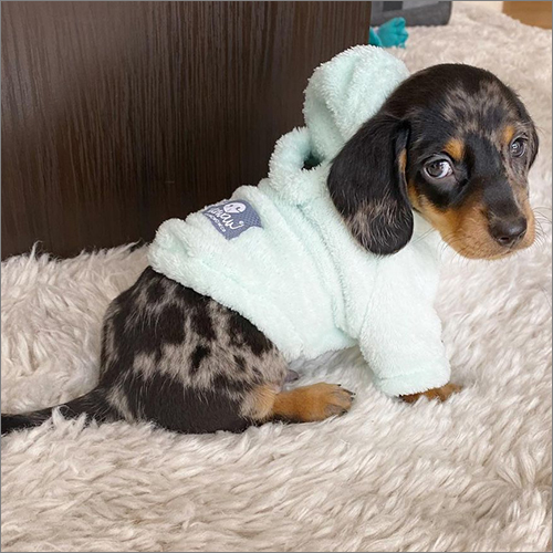 Mambo Dachshund Puppies