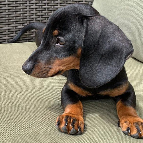 Ralpha Dachshund Puppies