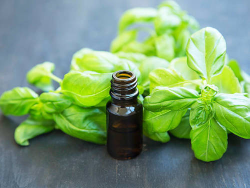 BASIL OIL