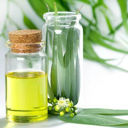 EUCALYPTUS OIL