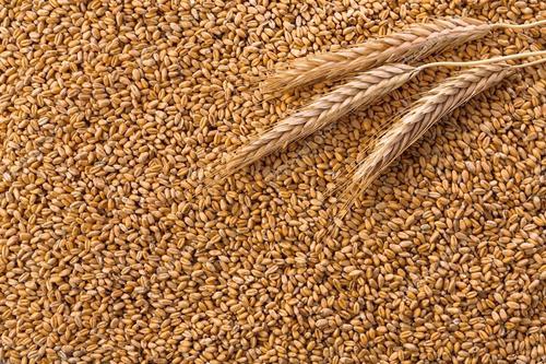 Wheat Grains