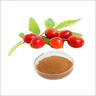 Herbal Product Rosehip Extract