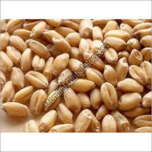 Wheat Seeds Grade: Food