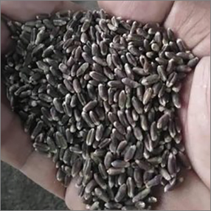 Black Wheat Grains By KENS ENTERPRISES