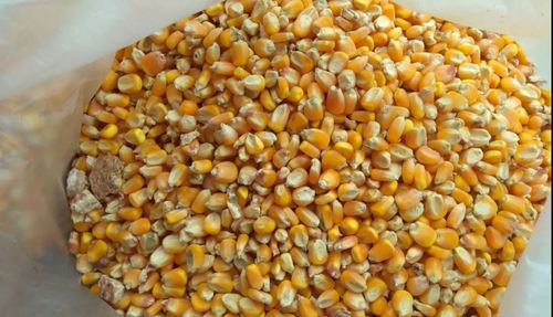 Maize Corn By GRIFFITH OVERSEAS PVT. LTD.