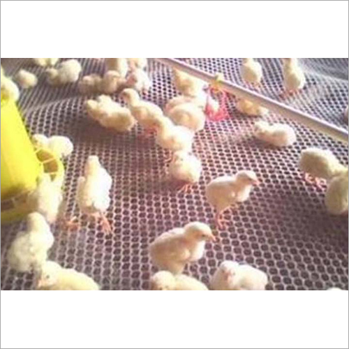 Poultry Chick Safety Wire
