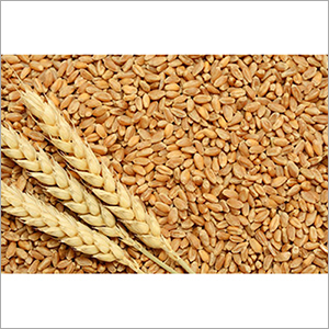Milling Wheat Grains