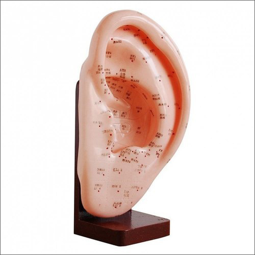Acupuncture Model Ear