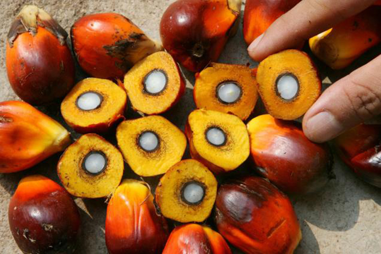 CP10 Top Grade Refined Palm Oil