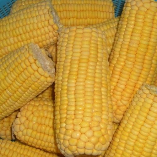 Yellow Corn