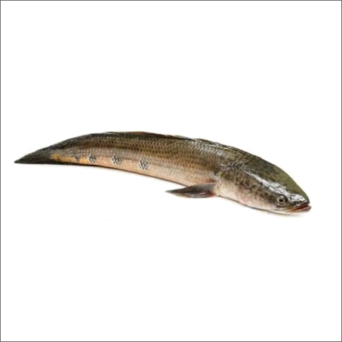 Channa Marulius Fish
