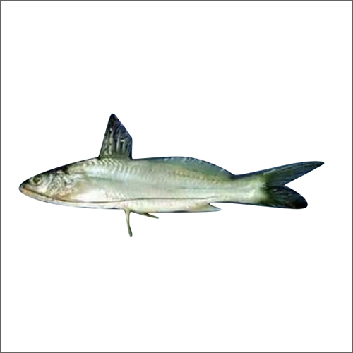 Gulsha Fish