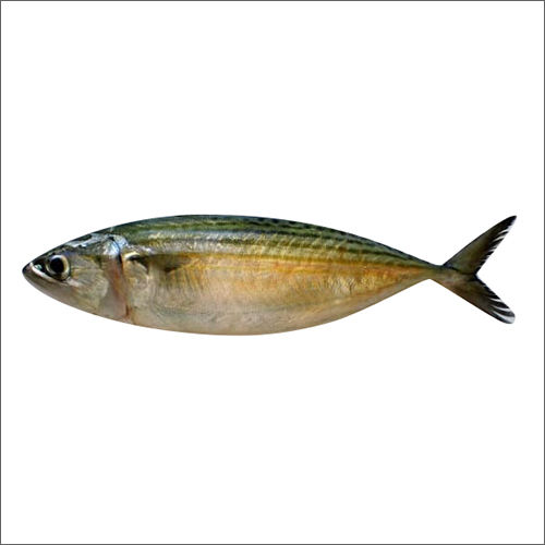 Indian Mackerel Fish