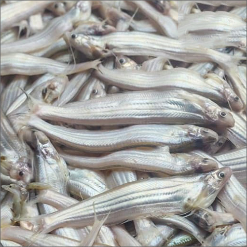 Kajoli Fish Weight As Per Requirement Kilograms (Kg) at Best Price in