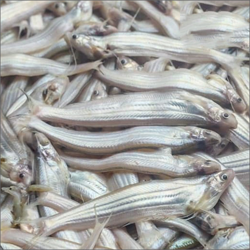 Kajoli Fish