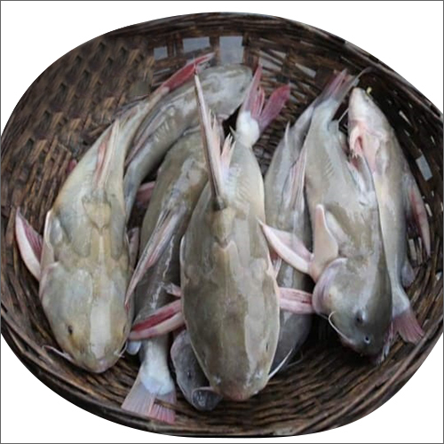 Ritha Fish