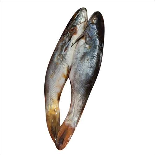 Tangra Fish