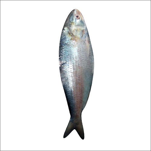 Hilsa Fish