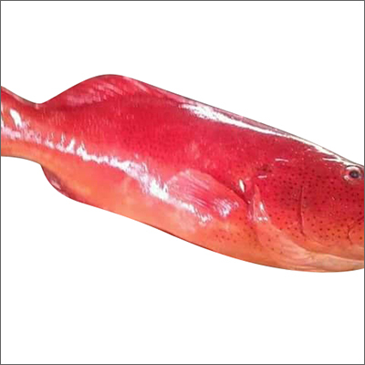 Red Grouper Fish By SING FISH CO.