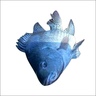 Tilapia Fish