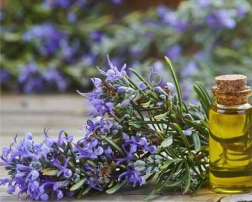 Rosemary Oil