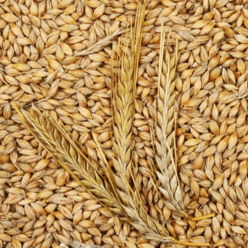 Barley For Animal Feed