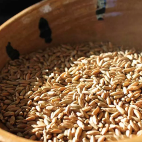 Organic Rye Grains