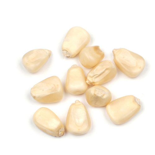 Organic White Maize Corn