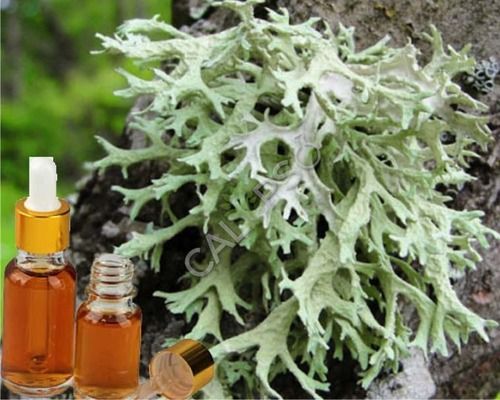 Oakmoss Absolute Oil