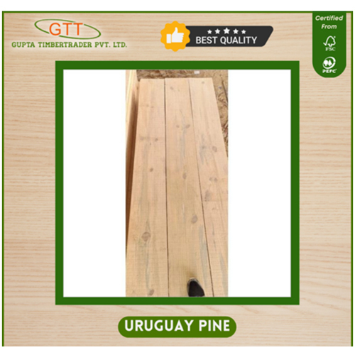Uruguay Pine