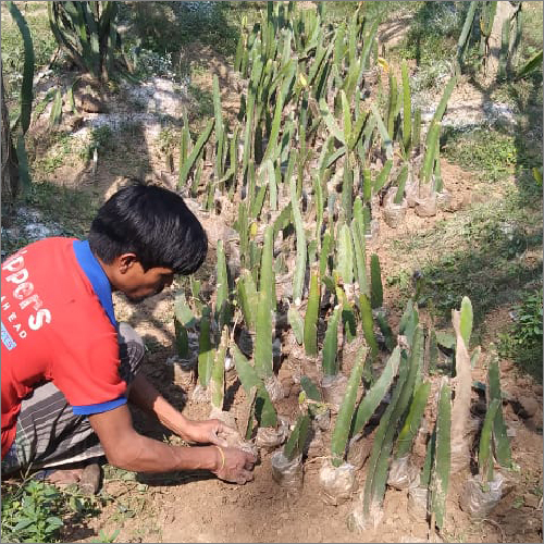 Fresh Dragon Fruit Cutting Plantations By RAMKRISHNA SARDAR