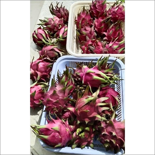 Common Indian Dragon Fruit