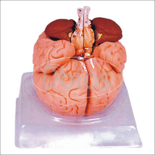 Brain Model