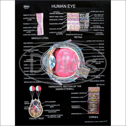 Human Eye Charts